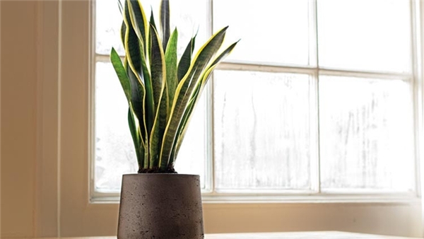 Nefesimizi açan yeşiller