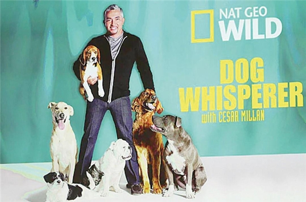 Cesar Millan: Köpekleri rehabilite ediyorum, insanları eğitiyorum