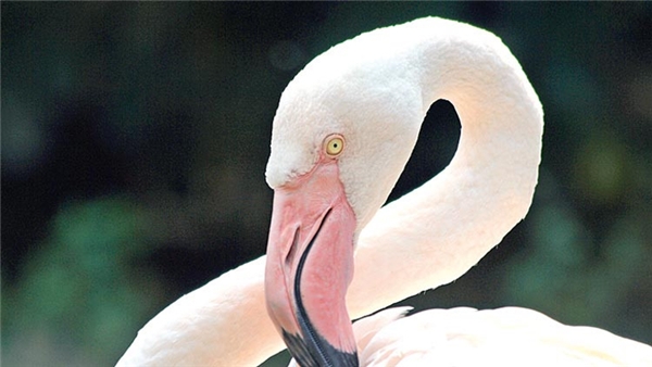 Mucize değil, Alın teri!