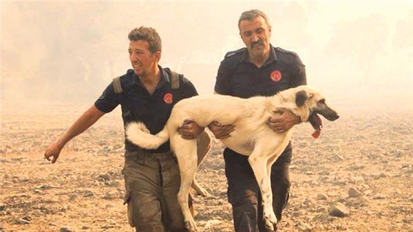 Aç susuz kalmış, toynakları yanmış canları şefkatle kucakladılar