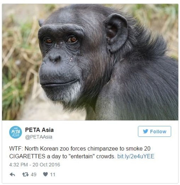 Peta: Şempanzeyi Zorla Sigaraya Alıştırdılar
