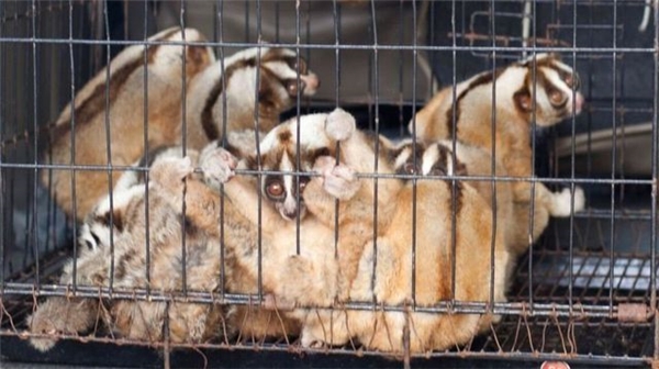 Facebook'ta Satılan 34 Yavaş Loris Kurtarıldı
