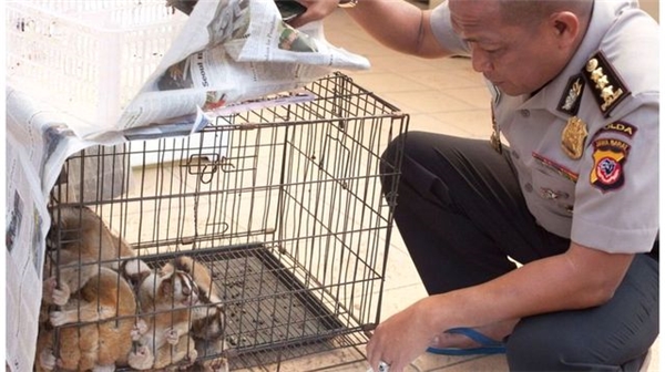 Facebook'ta Satılan 34 Yavaş Loris Kurtarıldı