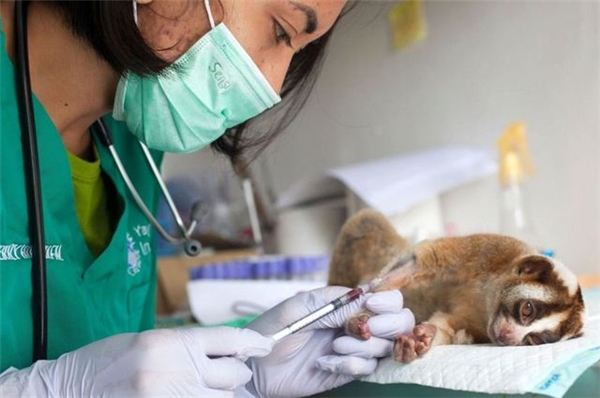 Facebook'ta Satılan 34 Yavaş Loris Kurtarıldı