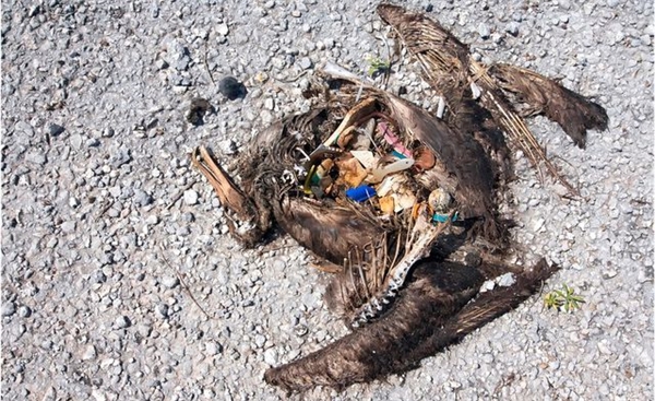 Coca Cola'nın Plastik Şişelerinin Okyanuslara Zararı
