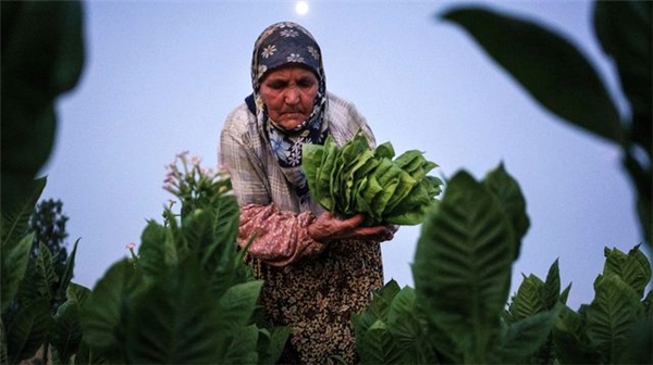 100 Kadın: Tarım Sektöründe Çalışan Kadınlar Cinsiyet Ayrımcılığını Yıkıyor Mu?