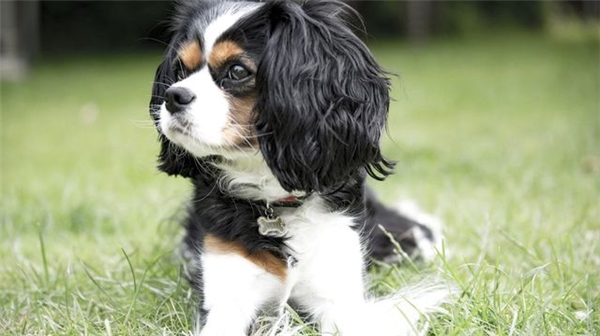 Köpek Sahiplerinin Kalp ve Damar Hastalıklarından Ölme Riski 'Daha Az'