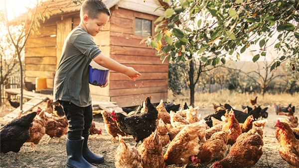 'Köy, çiftlik, doğal' yazısına güvenip organik etiketine şüpheyle bakıyorlar!
