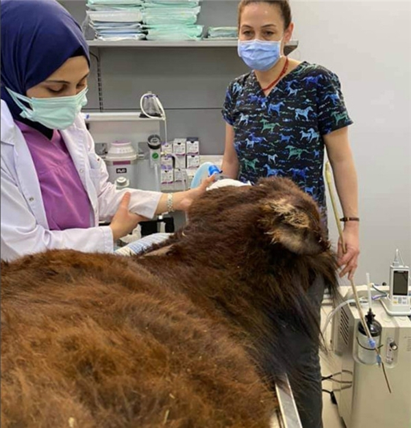 Sadakatsiz dizisi oyuncularının ölmek üzereyken buldukları yaralı sıpa ameliyat edildi