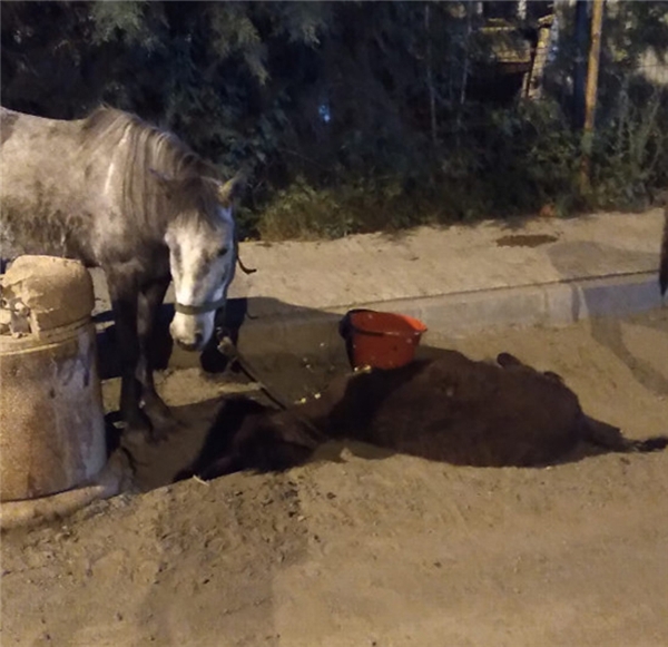Sadakatsiz dizisi oyuncularının ölmek üzereyken buldukları yaralı sıpa ameliyat edildi
