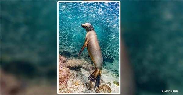 Doğa Fotoğrafçılığı Yarışması Büyüleyici Kareleri Bir Araya Getirdi