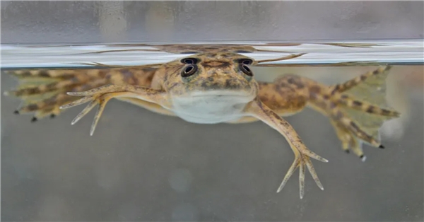 Fransızların Kurbağa Bacakları Tüketmesi Türleri Tehdit Ediyor