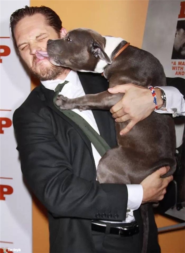 Tom Hardy'nin Köpekleri Sevdiği Kalplerinizi Eritecek 24 Fotoğrafı