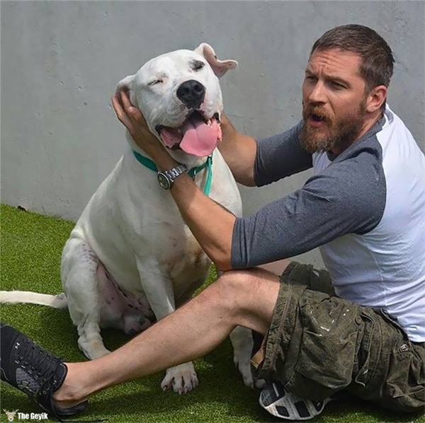 Tom Hardy'nin Köpekleri Sevdiği Kalplerinizi Eritecek 24 Fotoğrafı