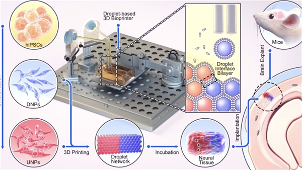Oxford Üniversitesi'ndeki Araştırmacılar, 3D Baskılı Kök Hücreler Geliştirdi