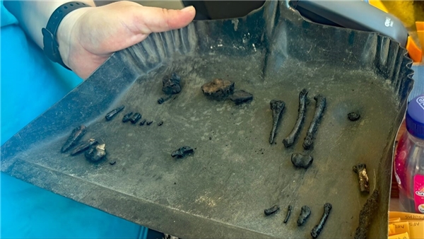 La Brea Tar Pits'te büyük keşif! 50 bin yıllık fosiller bulundu