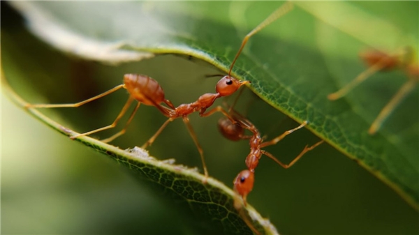 Okumakta zorlanacaksınız! Dünya'da yaşadığı tahmin edilen karınca sayısı ve toplam ağırlıkları şaşkına çevirdi