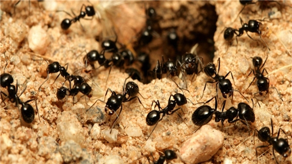 Okumakta zorlanacaksınız! Dünya'da yaşadığı tahmin edilen karınca sayısı ve toplam ağırlıkları şaşkına çevirdi