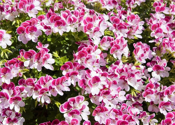 ITIR Ã?İÃ?EK ile ilgili görsel sonucu